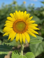 sunflower in the field