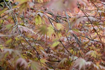 close up view of leaves and branches of a tree
