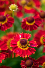 Autumn Gelenium. Red flowers on a bright green and blurry background. Beautiful garden flowers.