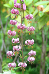 close up of pink coloured flowers in bloom