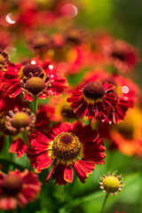 Autumn Gelenium. Red flowers on a bright green and blurry background. Beautiful garden flowers.