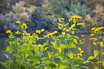 Wildflowers grow on the Mosel River Germany 2015
