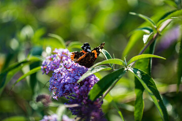 Summer butterfly feeding on lilac flowers inflorescence, feeding on yellow-orange buddleia antennae also known as lepidoptera.