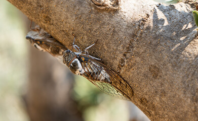 Cicada insect on a tree trunk in Greece