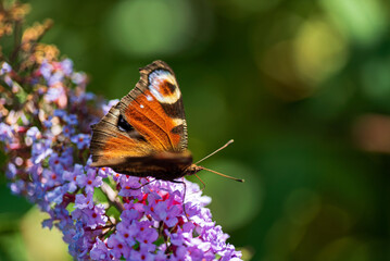 Summer butterfly feeding on lilac flowers inflorescence, feeding on yellow-orange buddleia antennae also known as lepidoptera.
