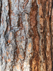Ponderosa Pine Tree Plated Bark Close-up Vertical