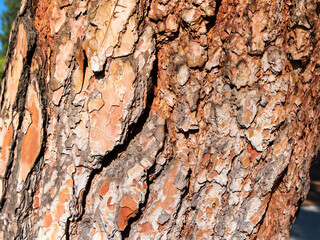 Ponderosa Pine Tree Plated Bark ECU