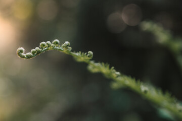 Close-up of a single fern branch against warm light of the sun
