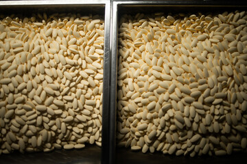 Production line pharmaceutical industry. Manufacturing of drugs and medications, pharmaceuticals.