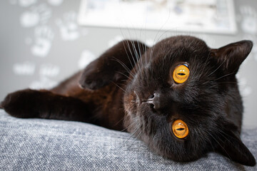The black animal is a symbol of happiness. Black cat. Caring for the Scottish Straight breed....