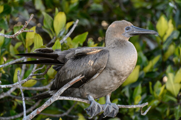 Red-footed booby in Galapagos