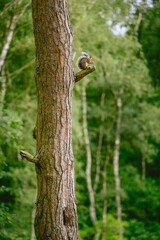 Squirrel on a branch with tree trunk
