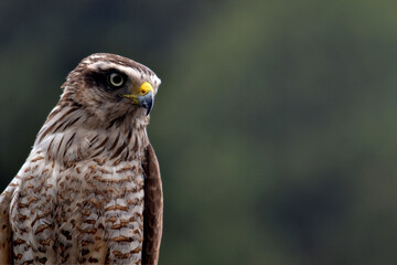 LARGE BIRD WATCHING ITS PREY