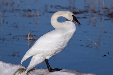 Trumpeter Swan Standing on Ice in Alaska