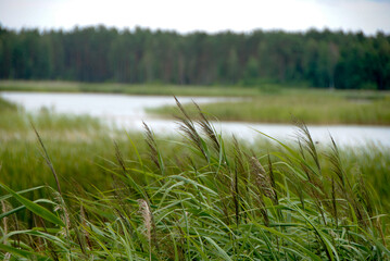 Horizon over marshy waters
