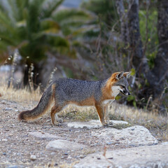 Handsome fox in Catalina Island, California