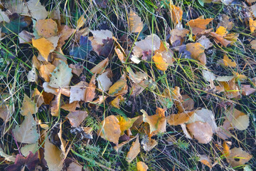 Colorful autumn fallen leaves on brown forest soil background.