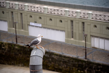 Una gaviota posadas en un tubo en el puerto de San Sebastian.
