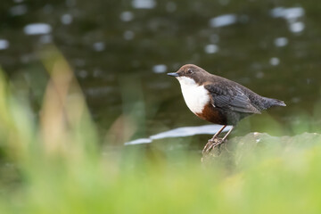 Dipper perched on a rock on the River Spey, Scotland