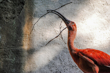 Scarlet Ibis