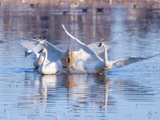 Trumpeter Swan Group Having a Disagreement