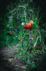 Home made organic garden
