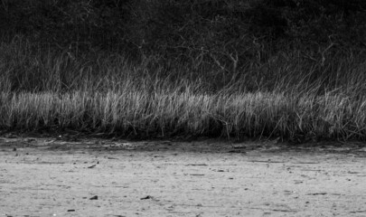 black and white grass