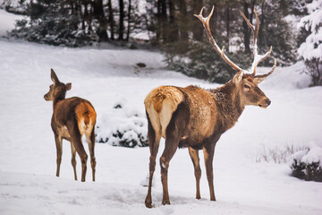 Winter landscape - view of the a pair of red deer (Cervus elaphus) in the winter mountain forest after snowfall, selective focus
