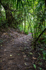 Fototapeta premium Trail Hiking Trail in the Jungle of Costa Rica