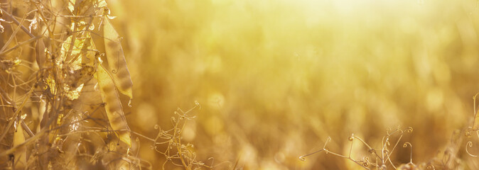 Rural landscape, banner - pea field in the rays of the summer sun, close-up with blurred space for text