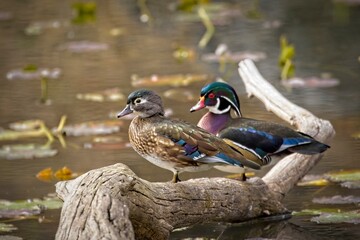Wood duck couple perched on dead wood.