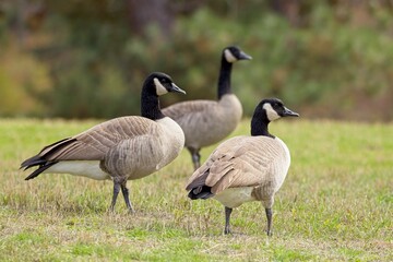 Three geese on the grass in a park.
