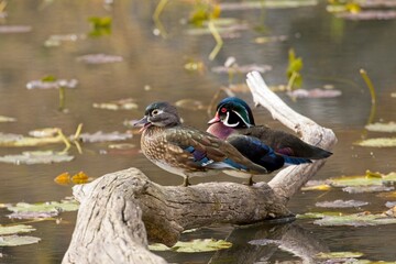 Female wood duck opens its bill.