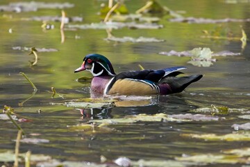 Male wood duck swimming in a pond.
