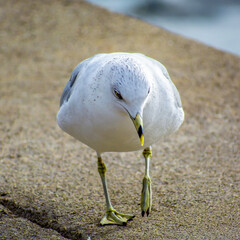 Ring-billed seagull