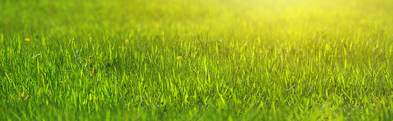 Fresh green grass close-up in spring meadow on a sunny day. Horizontal banner with copy space for text