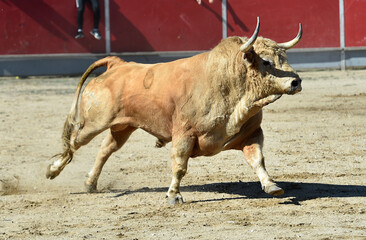 bonito toro blanco español en una plaza de toros en España