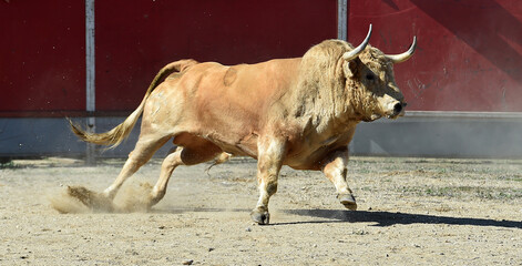bonito toro blanco español en una plaza de toros en España