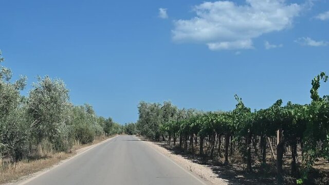 Apulia, Italy. August 2021. POV footage from the car in the Murgia area, next to us endless olive groves typical of the area parade. Beautiful summer day.