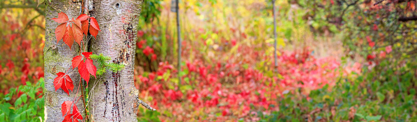 Autumn landscape, banner - a view of the foliage of the virgin ivy climbing the tree trunk in the rays of the sun. Horizontal background with blurred copy space for text