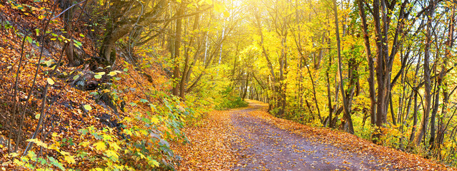 Autumn landscape, panorama, banner  - view of the curving road through the forest with yellow trees...