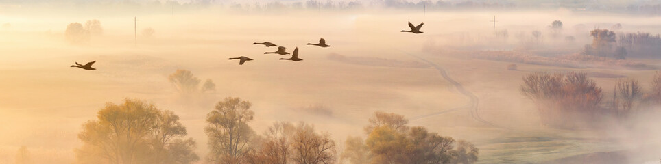Autumn landscape - a flock of swans flies in the morning fog over the river valley, panorama, banner