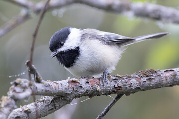 A Black-capped Chickadee in Alaska