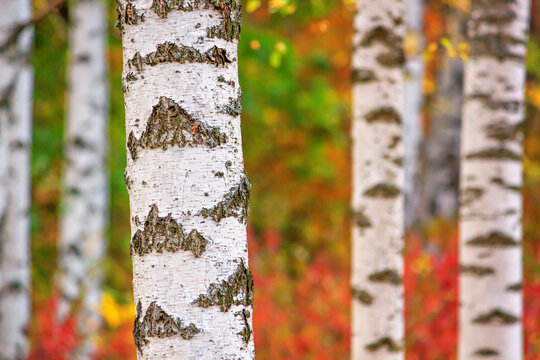 Birch trunks close-up with selective focus in a birch grove on sunny autumn day, beautiful landscape