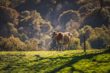Cow alone in the mountain meadow in autumn