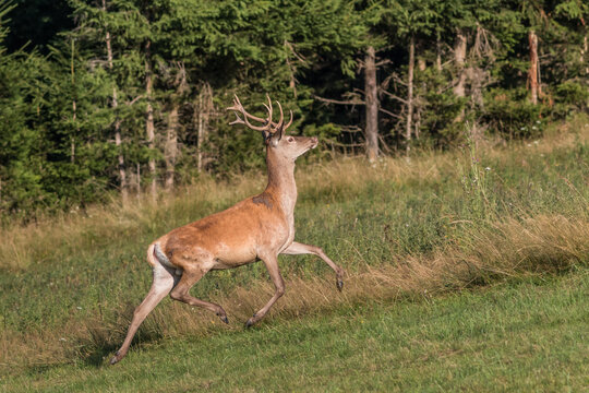 Carpathian deer in natural habitat