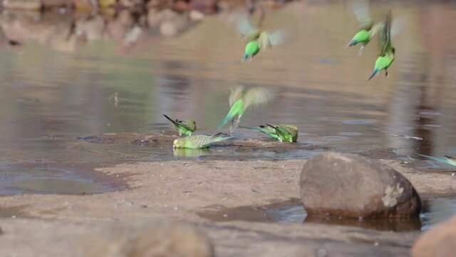 a slow motion rear view clip of budgies drinking at kings canyon in watarrka national park of the northern territory, australia