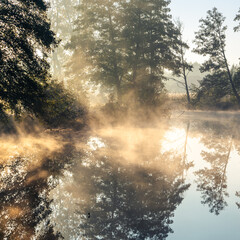 Drzewa nad rzeką, światło we mgle, rzeka Czerniawka, Staw w Białej, gmina Zgierz