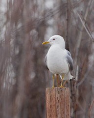 Obraz premium Mew Gull Perched on a post in Alaska