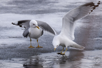 Common gull, mew gull, or sea mew pair on slippery ice